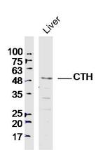 CTH Antibody in Western Blot (WB)