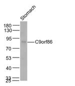 C9orf86 Antibody in Western Blot (WB)