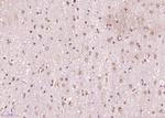 Phospho-SRF (Ser77) Antibody in Immunohistochemistry (Paraffin) (IHC (P))