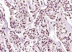 Phospho-SRF (Ser77) Antibody in Immunohistochemistry (Paraffin) (IHC (P))