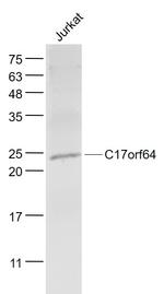 C17orf64 Antibody in Western Blot (WB)