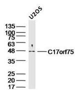 C17orf75 Antibody in Western Blot (WB)