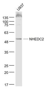 NHEDC2 Antibody in Western Blot (WB)