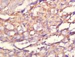 C10orf93 Antibody in Immunohistochemistry (Paraffin) (IHC (P))