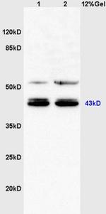 C3orf21/XXYLT1 Antibody in Western Blot (WB)