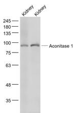 Aconitase 1 Antibody in Western Blot (WB)