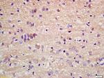 Staufen Antibody in Immunohistochemistry (Paraffin) (IHC (P))