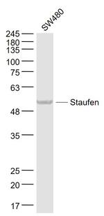 Staufen Antibody in Western Blot (WB)