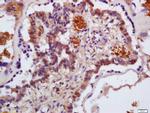 HBA1/HBA2 Antibody in Immunohistochemistry (Paraffin) (IHC (P))