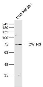 CWH43 Antibody in Western Blot (WB)