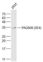 PAG608 Antibody in Western Blot (WB)