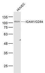 ICAM1/CD54 Antibody in Western Blot (WB)