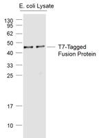 T7-Tag Antibody in Western Blot (WB)