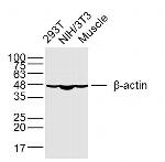 beta-Actin Antibody in Western Blot (WB)