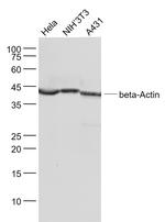 beta-Actin Antibody in Western Blot (WB)