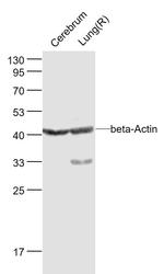 beta-Actin Antibody in Western Blot (WB)