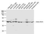 beta-Actin Antibody in Western Blot (WB)