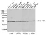 beta-Actin Antibody in Western Blot (WB)