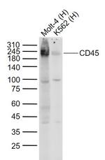 CD45 Antibody in Western Blot (WB)