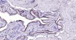 Cytokeratin 19 Antibody in Immunohistochemistry (Paraffin) (IHC (P))