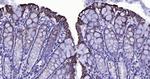 Cytokeratin 19 Antibody in Immunohistochemistry (Paraffin) (IHC (P))