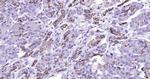 Cytokeratin 19 Antibody in Immunohistochemistry (Paraffin) (IHC (P))