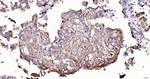 Cytokeratin 19 Antibody in Immunohistochemistry (Paraffin) (IHC (P))