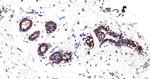 Cytokeratin 19 Antibody in Immunohistochemistry (Paraffin) (IHC (P))