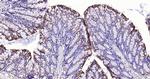 Cytokeratin 19 Antibody in Immunohistochemistry (Paraffin) (IHC (P))