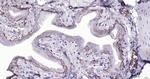 Cytokeratin 19 Antibody in Immunohistochemistry (Paraffin) (IHC (P))