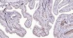 Cytokeratin 19 Antibody in Immunohistochemistry (Paraffin) (IHC (P))