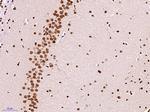 Histone H3 (Di methyl K79) Antibody in Immunohistochemistry (Paraffin) (IHC (P))