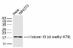 Histone H3 (Di methyl K79) Antibody in Western Blot (WB)