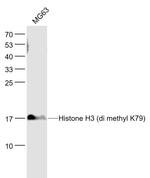 Histone H3 (Di methyl K79) Antibody in Western Blot (WB)