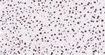 Histone H3 (tri methyl K79) Antibody in Immunohistochemistry (Paraffin) (IHC (P))