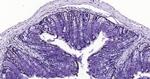 Histone H3 (tri methyl K79) Antibody in Immunohistochemistry (Paraffin) (IHC (P))