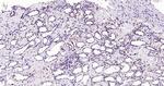 Histone H3 (tri methyl K79) Antibody in Immunohistochemistry (Paraffin) (IHC (P))