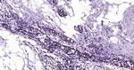 Histone H3 (tri methyl K79) Antibody in Immunohistochemistry (Paraffin) (IHC (P))