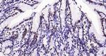 Histone H3 (tri methyl K79) Antibody in Immunohistochemistry (Paraffin) (IHC (P))