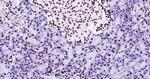 Histone H3 (tri methyl K79) Antibody in Immunohistochemistry (Paraffin) (IHC (P))