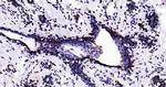 Histone H3 (tri methyl K79) Antibody in Immunohistochemistry (Paraffin) (IHC (P))