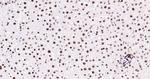 Histone H3 (tri methyl K79) Antibody in Immunohistochemistry (Paraffin) (IHC (P))