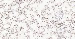 Histone H3 (tri methyl K79) Antibody in Immunohistochemistry (Paraffin) (IHC (P))