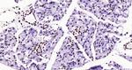 Histone H3 (tri methyl K79) Antibody in Immunohistochemistry (Paraffin) (IHC (P))