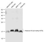 Histone H3 (tri methyl K79) Antibody in Western Blot (WB)