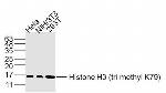 Histone H3 (Tri methyl K79) Antibody in Western Blot (WB)