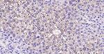 CK18 Antibody in Immunohistochemistry (Paraffin) (IHC (P))