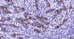 CK18 Antibody in Immunohistochemistry (Paraffin) (IHC (P))