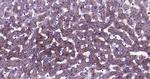 CK18 Antibody in Immunohistochemistry (Paraffin) (IHC (P))