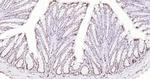 Histone H3 (di methyl K27) Antibody in Immunohistochemistry (Paraffin) (IHC (P))